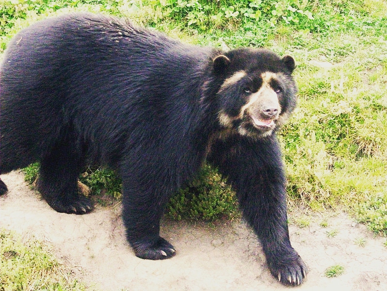 Fauna