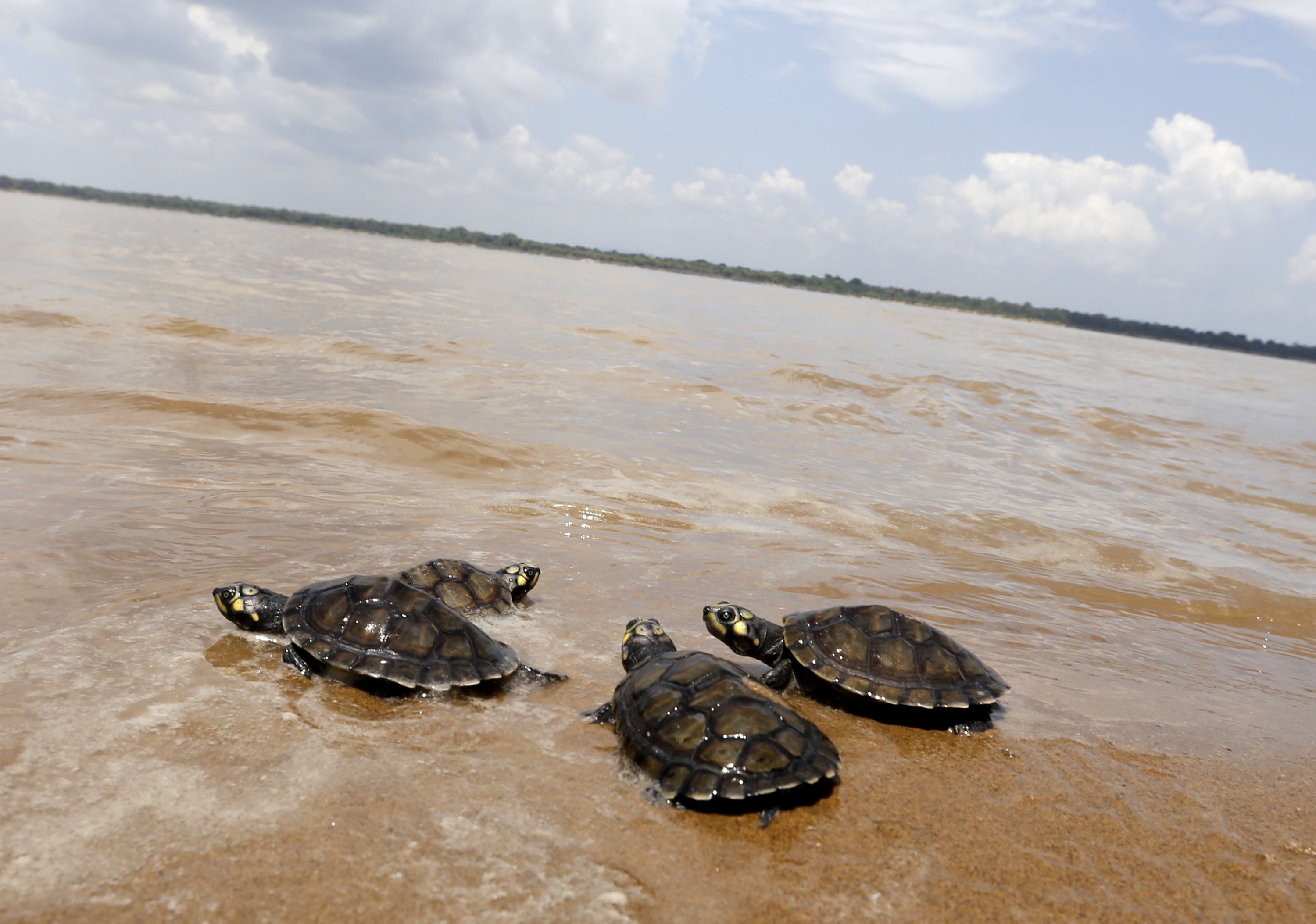 Conservación de Tortugas