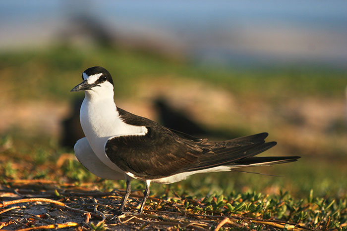 Aves Pelágicas