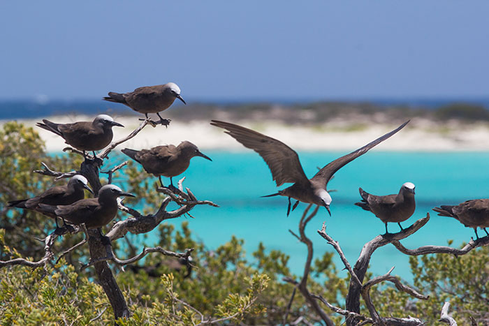 Aves Pelágicas