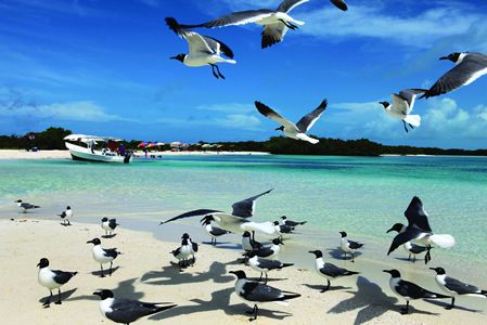 Aves Pelágicas