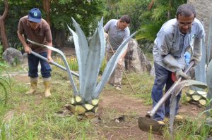 Embellecen espacios del Parque Generalísimo Francisco de Miranda