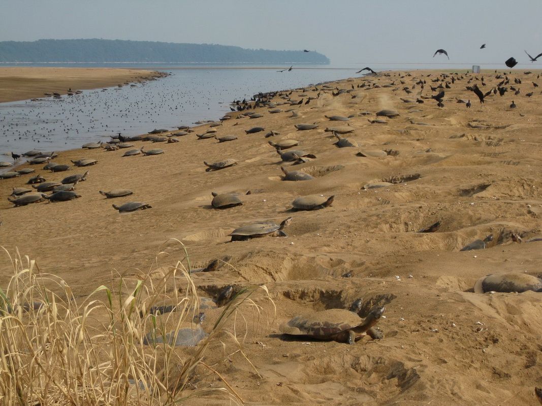 Tortuga Arrau