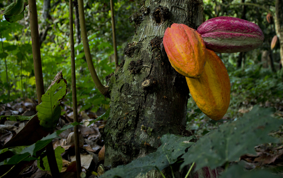 Cacao