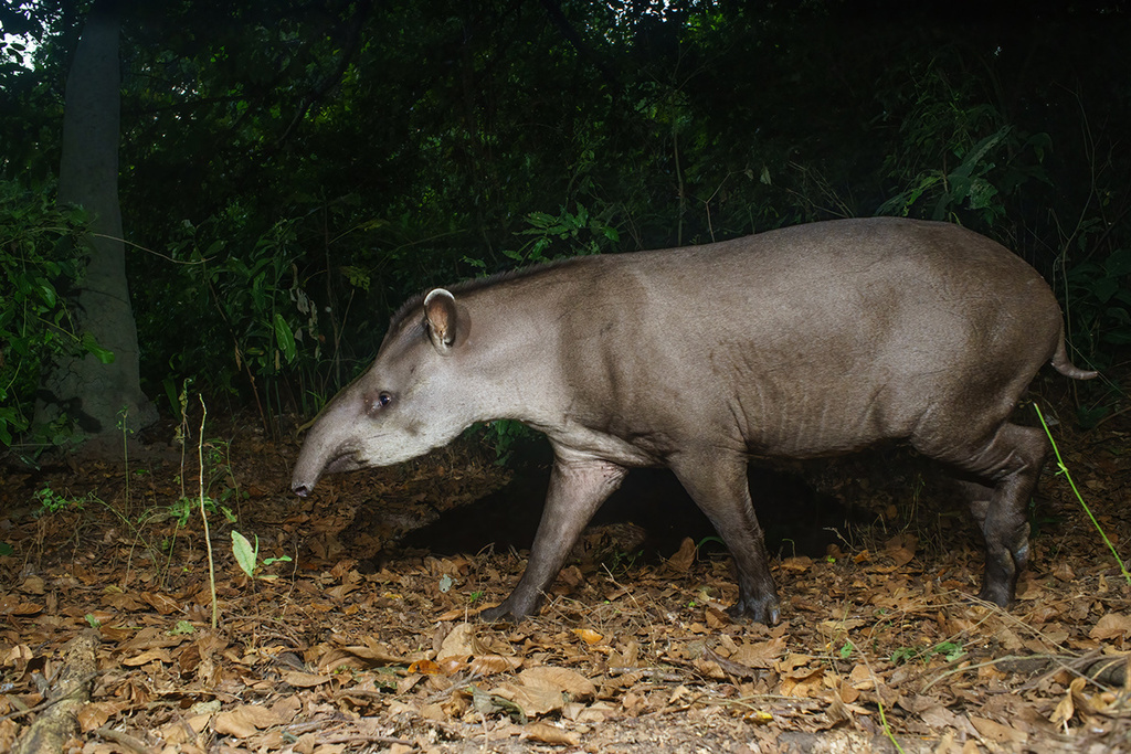 Danta
