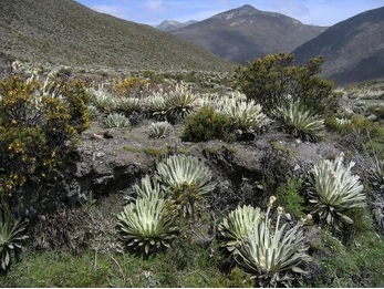 Frailejón