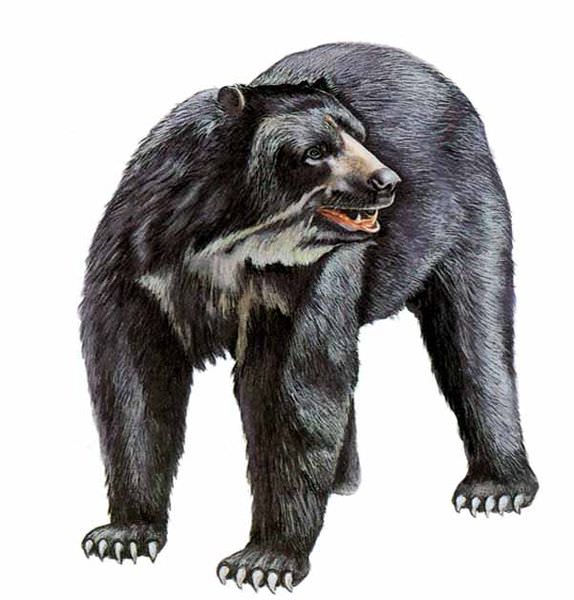 Oso de Anteojos