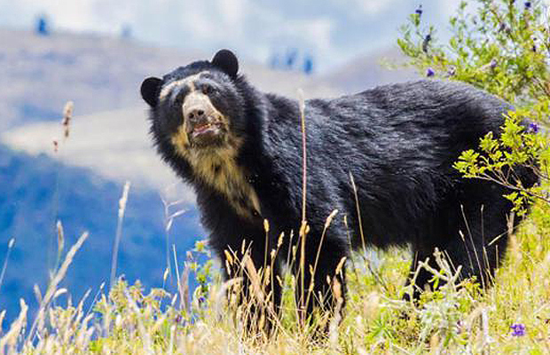 Oso Frontino
