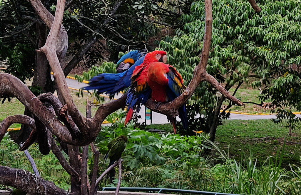 Guacamayas