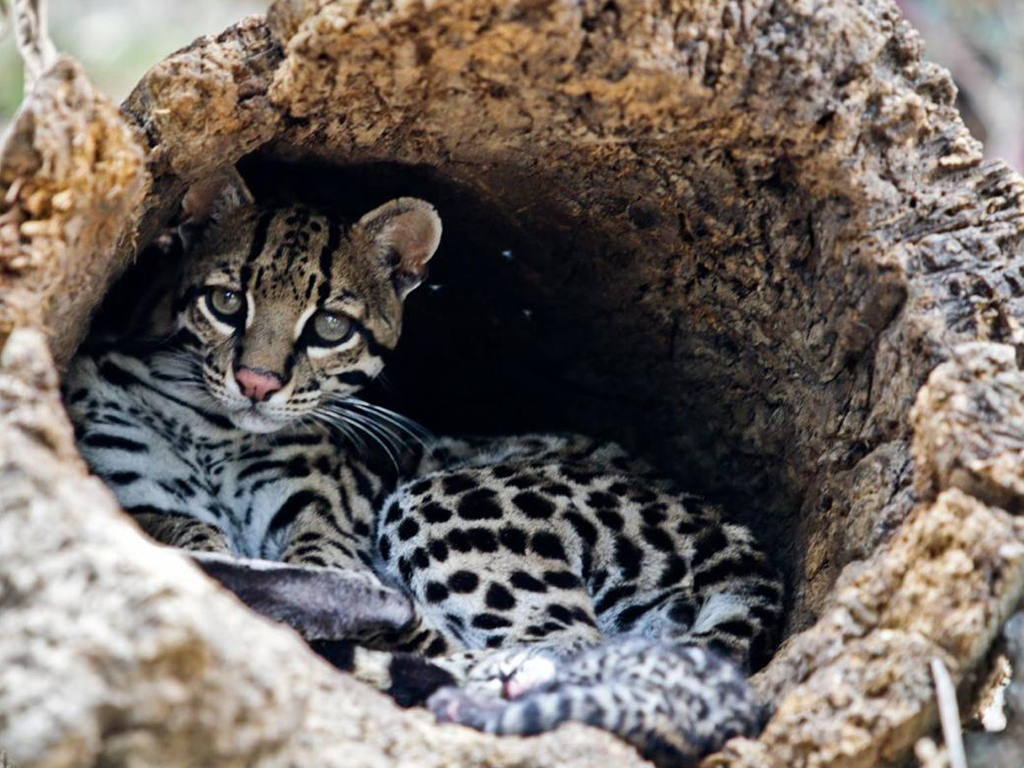 Fauna Zoológico Caricuao
