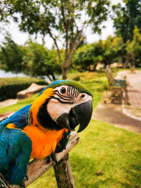 Guacamayas