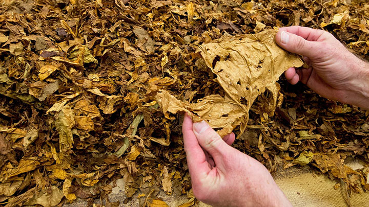 El tabaco, una amenaza que atenta contra la ecología