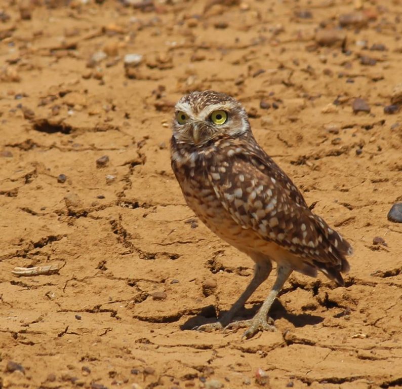 Estudiarán dieta del mochuelo de hoyo en el Parque Nacional Médanos de Coro