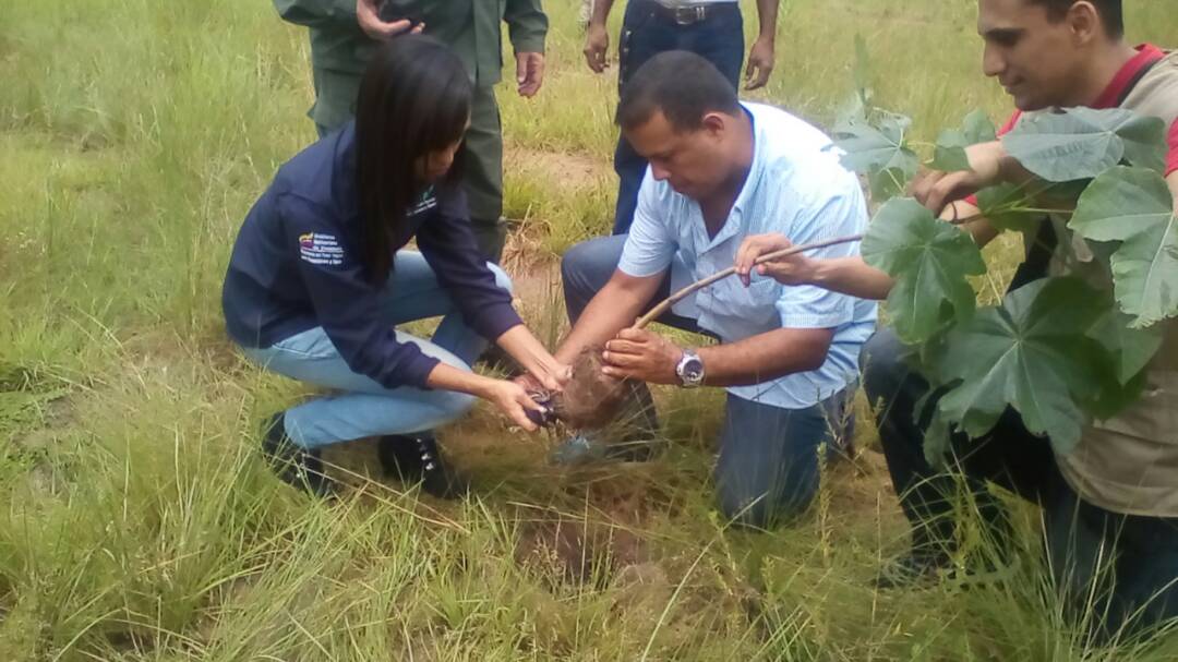 Reforestan áreas del Parque Nacional Santos Luzardo