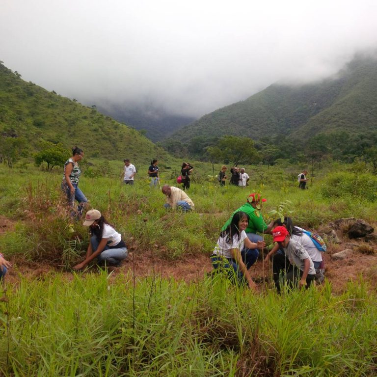 Minea reforestó en el Parque Nacional Henri Pittier
