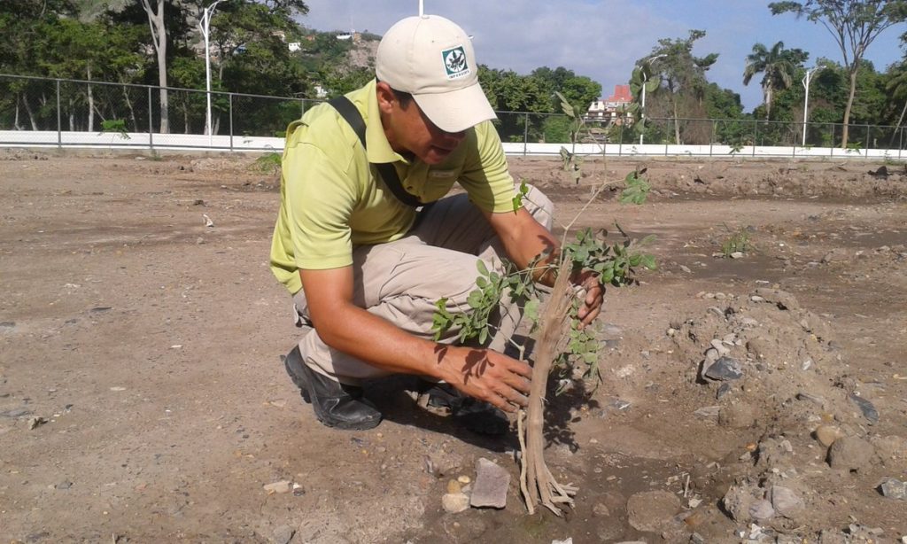Reforestan más de tres mil metros cuadrados en el Parque Nacional Morrocoy