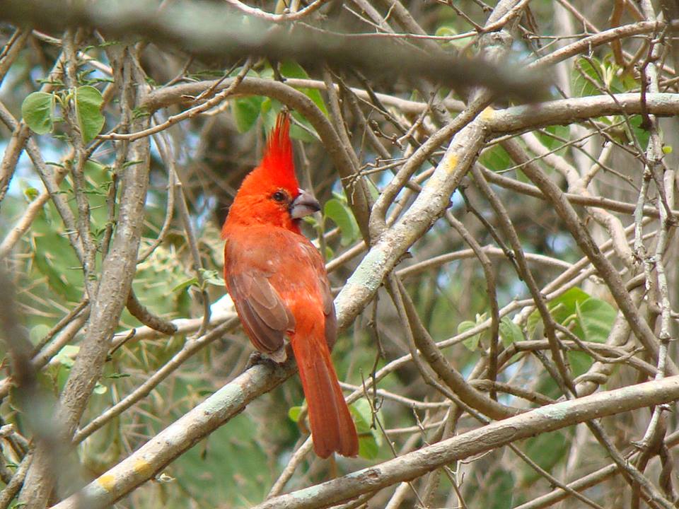 Cardenal coriano es el ave emblemática de las áreas protegidas de Falcón