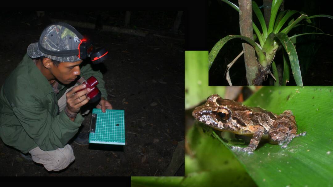 Registro fotográfico de la ranita de lluvia se logró en el Parque Nacional Yurubí