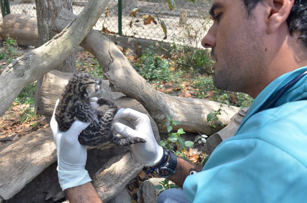 Nació un cunaguaro en el Zoológico de Caricuao
