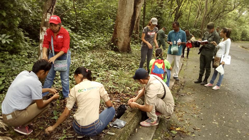 Realizan jornadas de recolección de semillas en Yaracuy