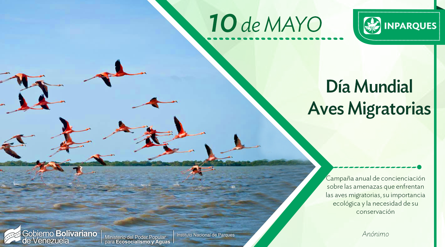 Día Mundial de las Aves Migratorias, un vuelo necesario para el planeta