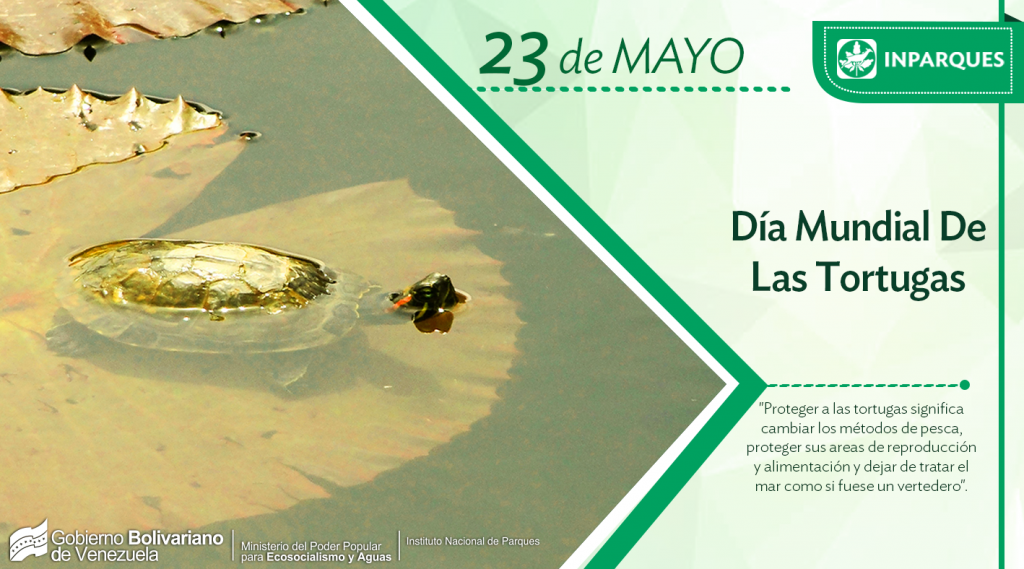 El Día Mundial de las Tortugas promueve defensa de la especie