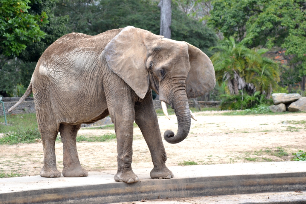 Elefanta Ruperta se recupera de una caída por dificultades de equilibrio