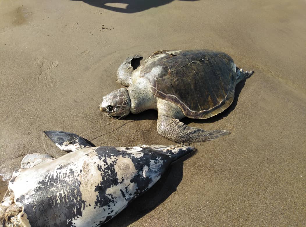 Minec atendió varamiento de delfín y tortuga verde en playa Los Canales