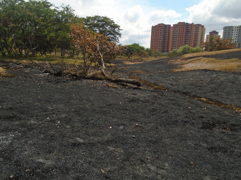 Amigos del Parque recupera áreas afectadas por incendio en el parque Ochoa Pile