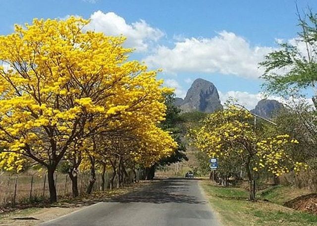 Inparques conmemora el Día del Árbol dedicado al araguaney