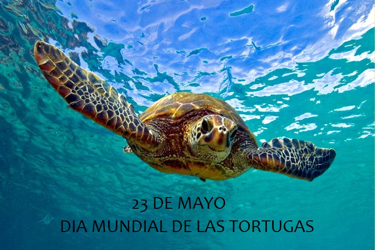 Día Mundial de las Tortugas: Distintas especies repartidas en diferentes ecosistemas del mundo