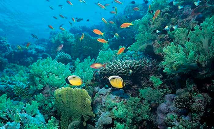 El Día Mundial de los Océanos convoca a detener la contaminación por plásticos