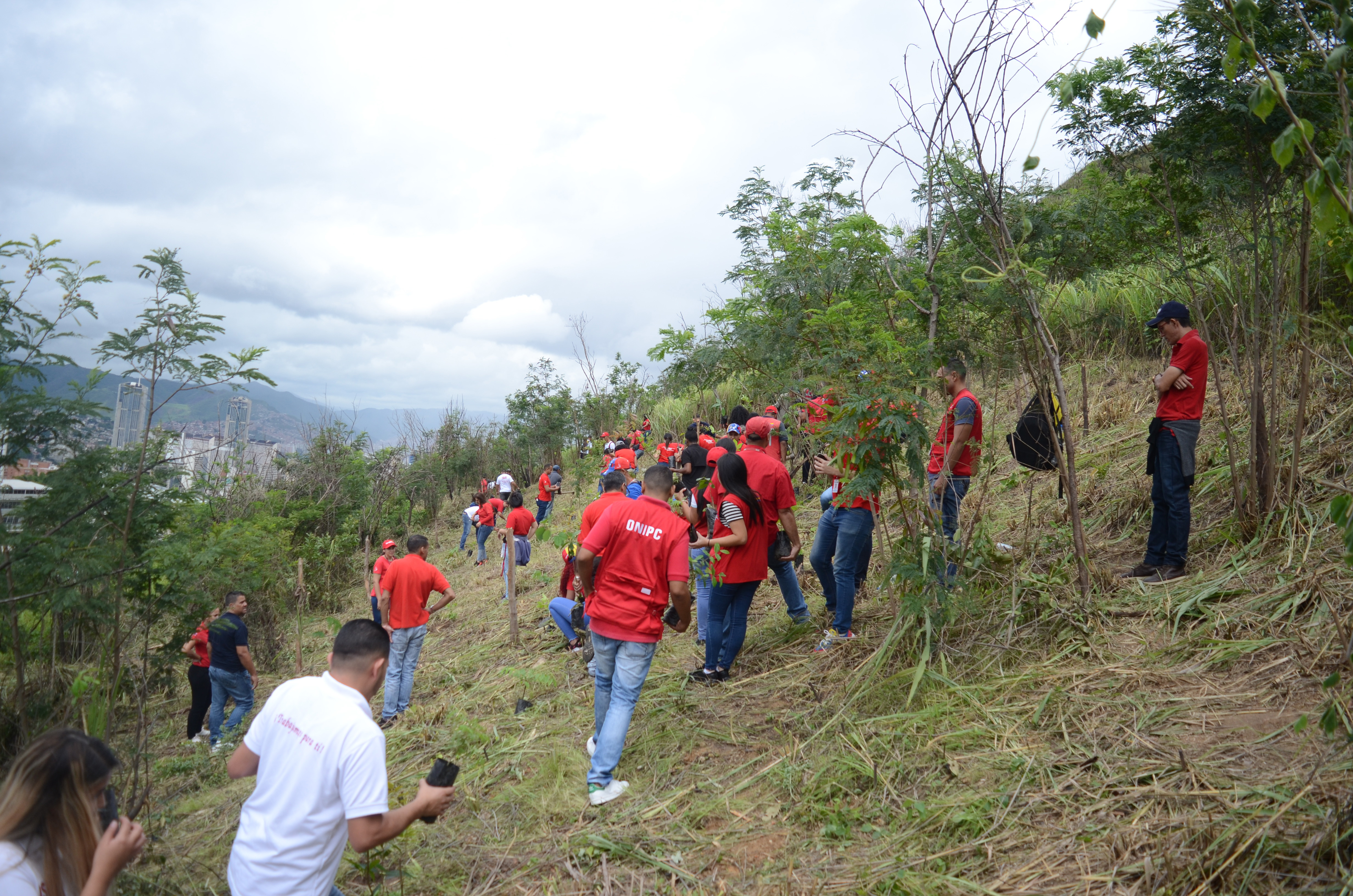 Seniat e Inparques plantaron 200 árboles en el Waraira Repano
